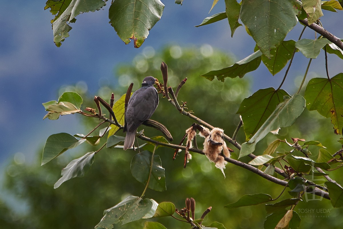Band-tailed Pigeon - ML104836011