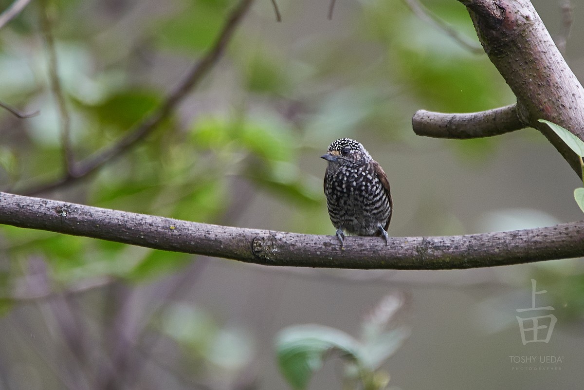 Speckle-chested Piculet - Anonymous