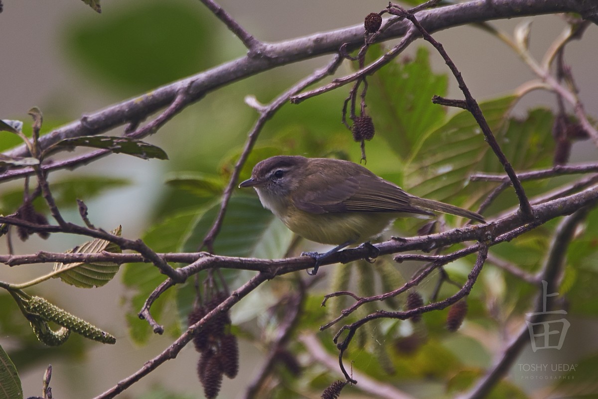 Brown-capped Vireo - Anonymous