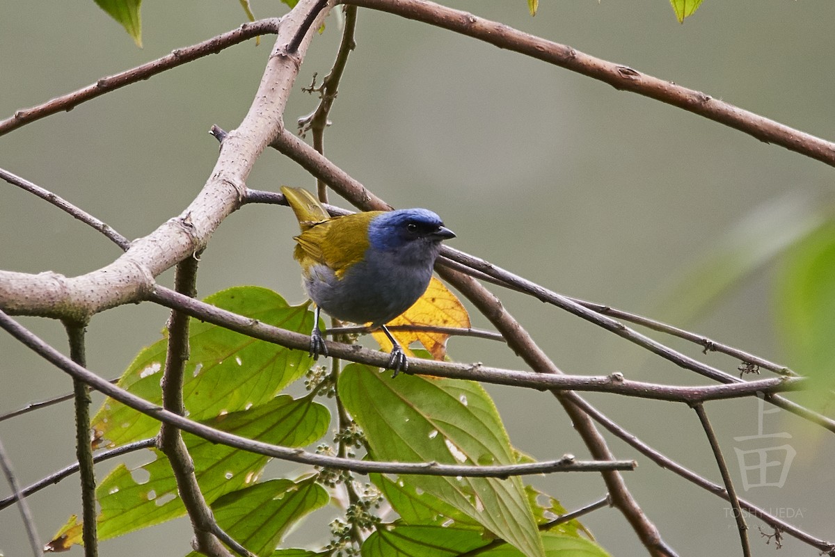Blue-capped Tanager - ML104837141