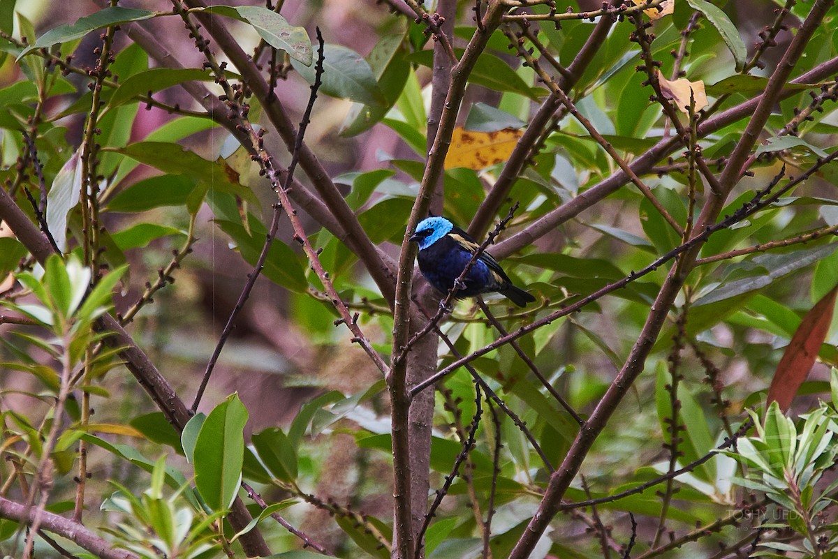 Blue-necked Tanager - ML104837181