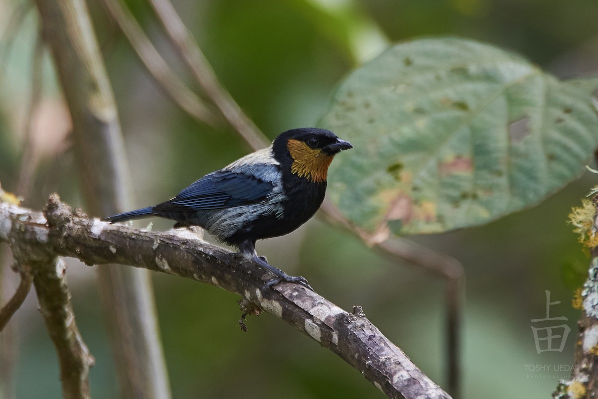 Silvery Tanager - Anonymous