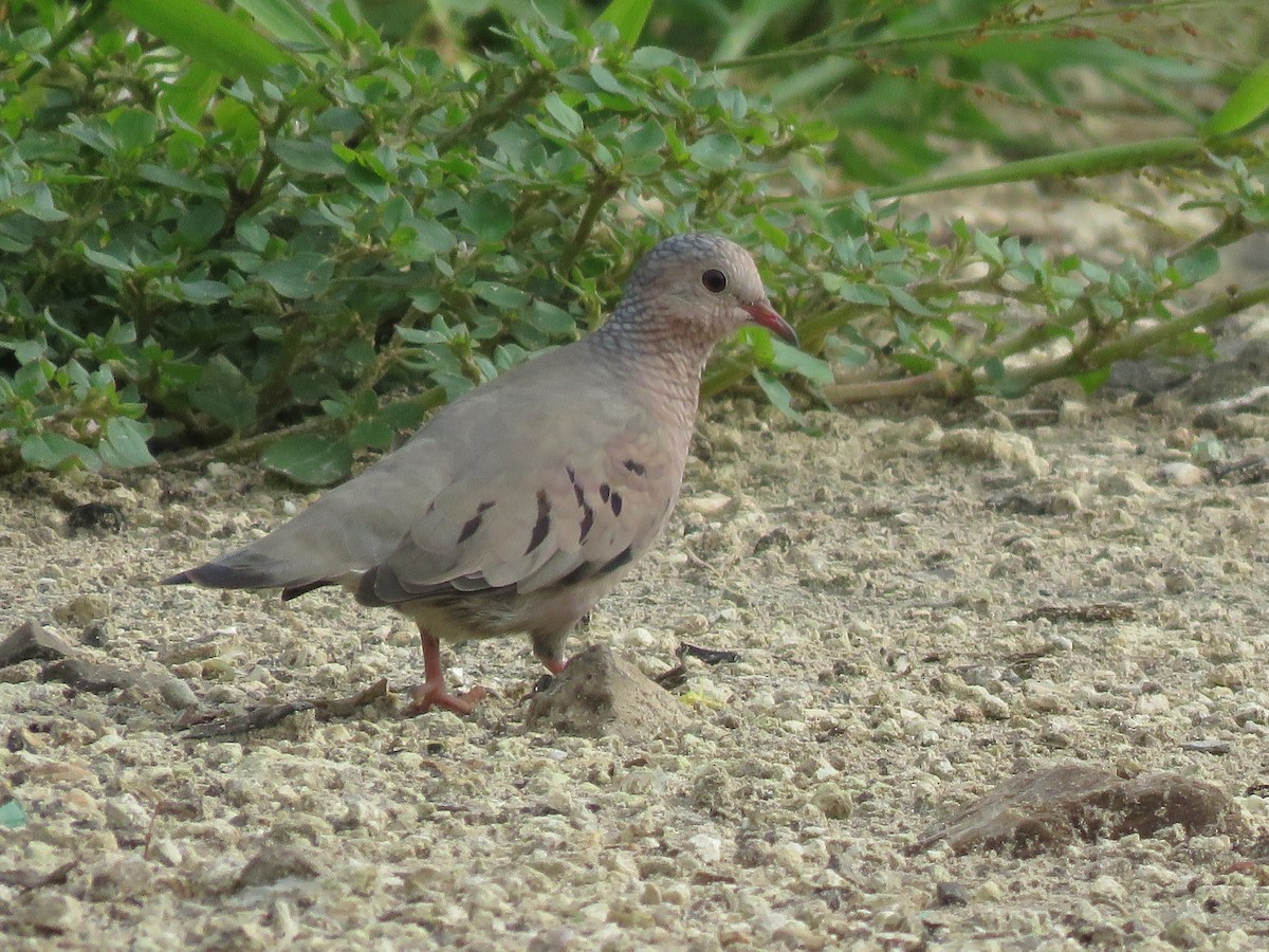 Common Ground Dove - Green Jay Bird Conservancy Juan Flores