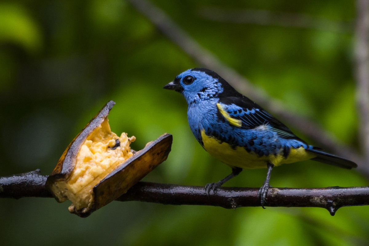 Turquoise Tanager - ML104839911