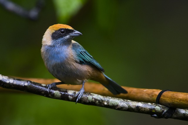 Burnished-buff Tanager - eBird