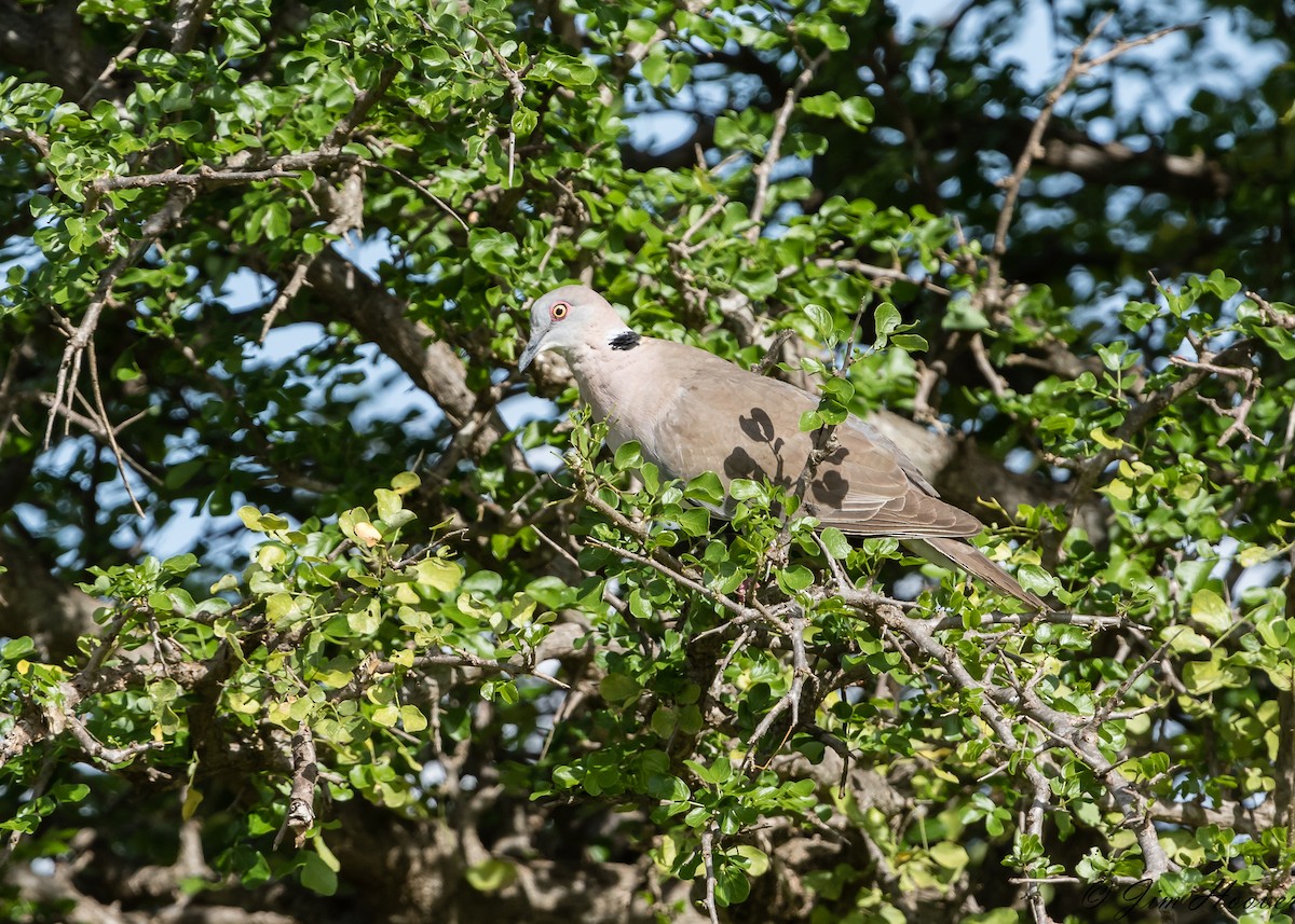 Mourning Collared-Dove - ML104840071
