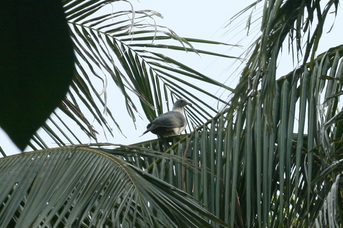 Gray Imperial-Pigeon - ML104842731