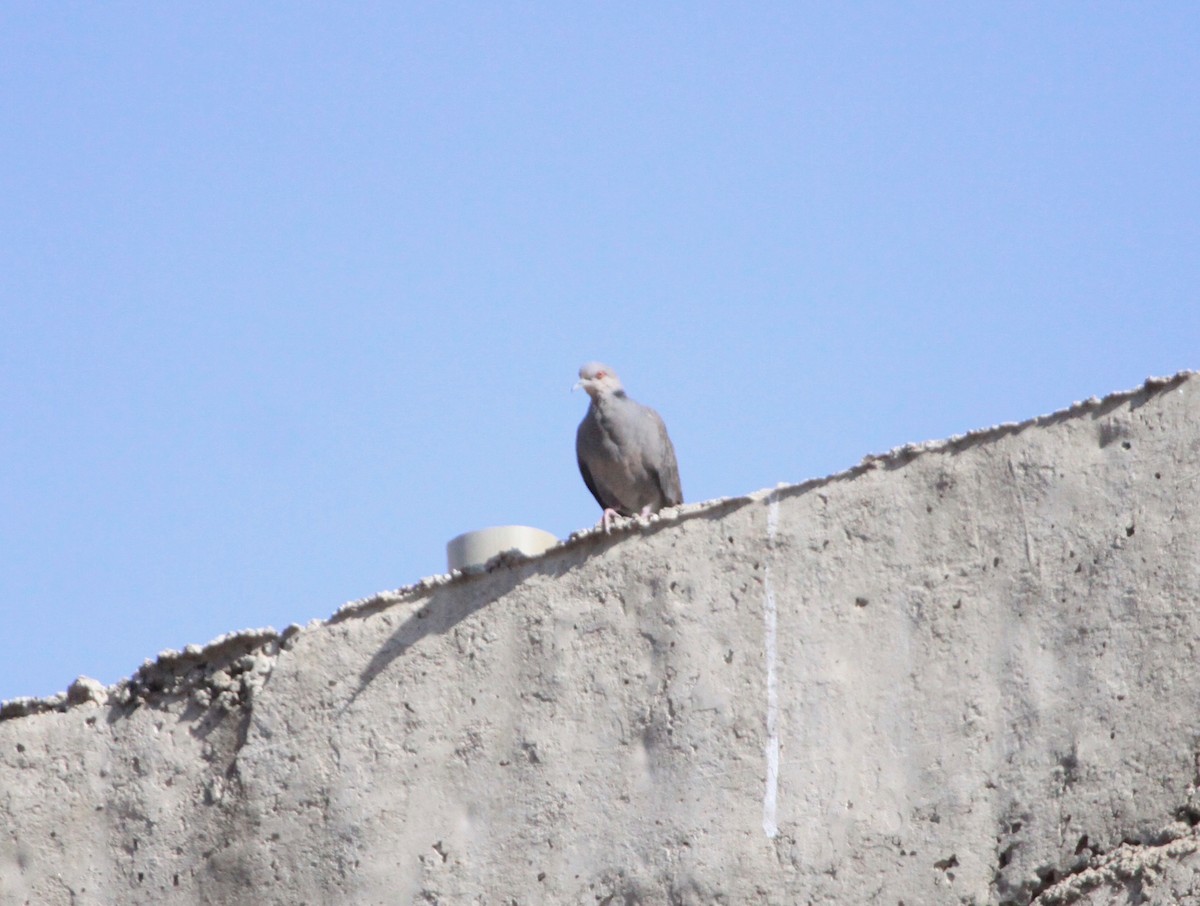 Mourning Collared-Dove - ML104845631