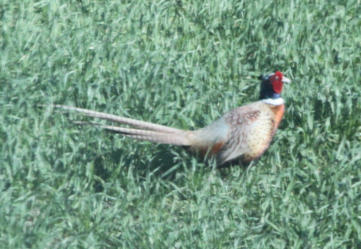 Ring-necked Pheasant - Larry Urbanski