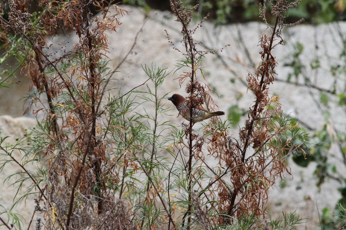 Scaly-breasted Munia - Mike Nelson