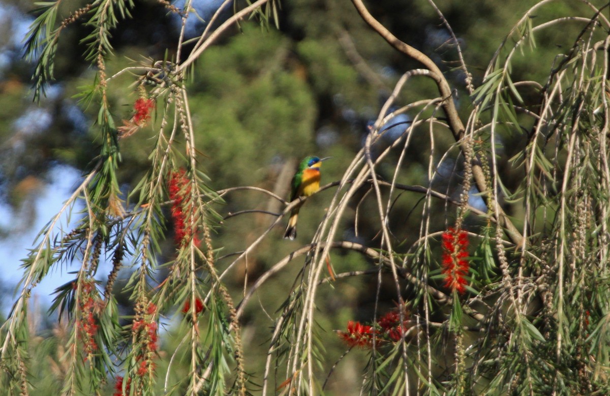 Ethiopian Bee-eater - ML104849061
