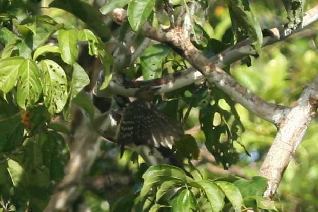 Buff-necked Woodpecker - Philip Steinhoff