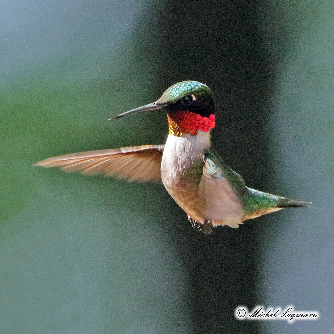 Ruby-throated Hummingbird - ML104851581