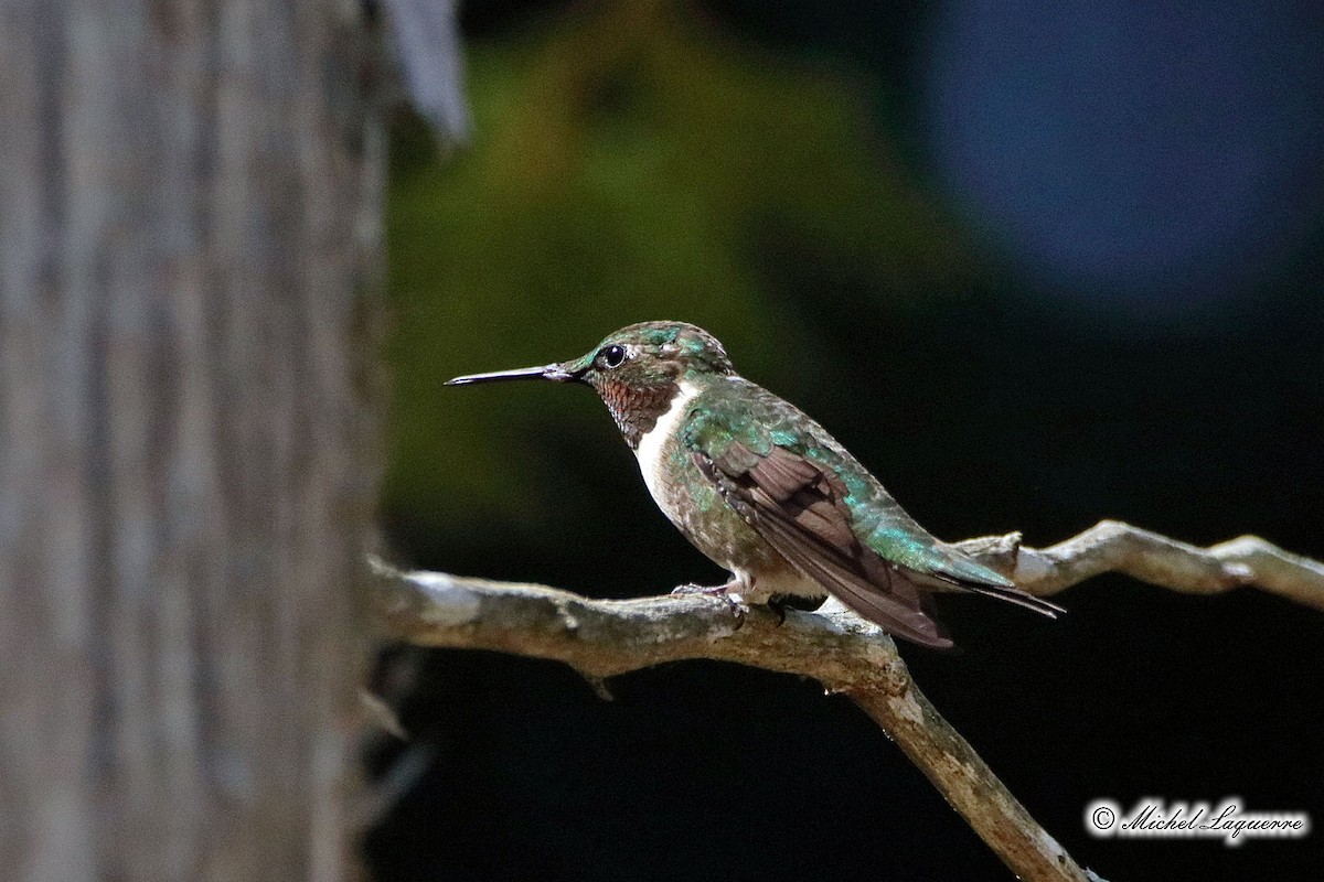 Ruby-throated Hummingbird - Michel Laquerre