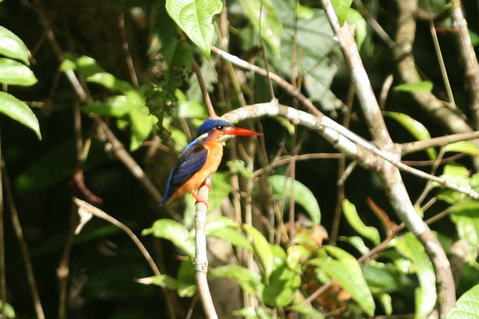 Blue-eared Kingfisher - ML104852271