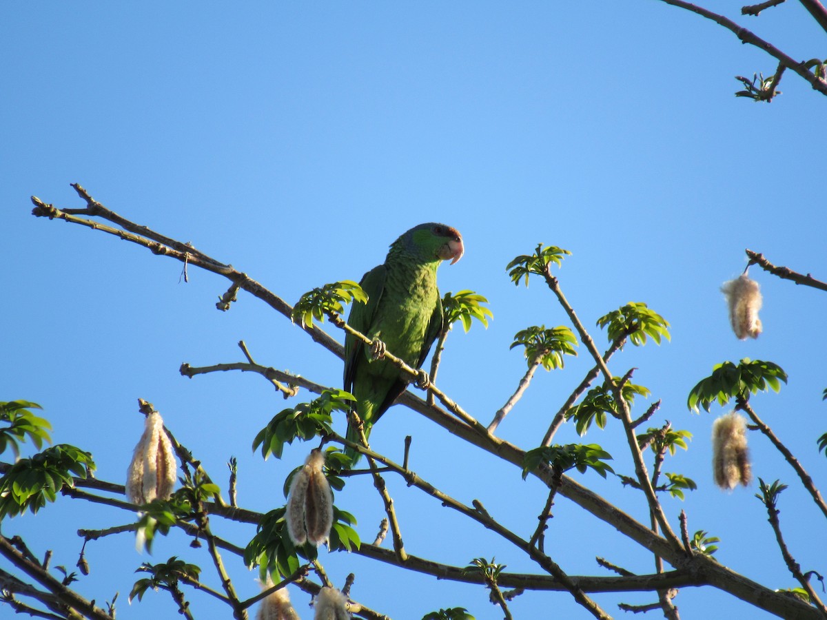 Lilac-crowned Parrot - ML104853111