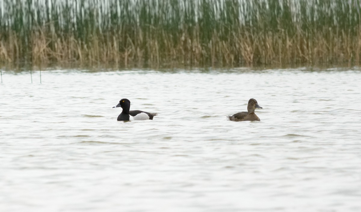Ring-necked Duck - Patrice St-Pierre