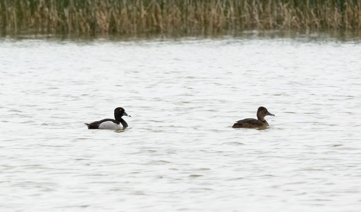 Ring-necked Duck - Patrice St-Pierre
