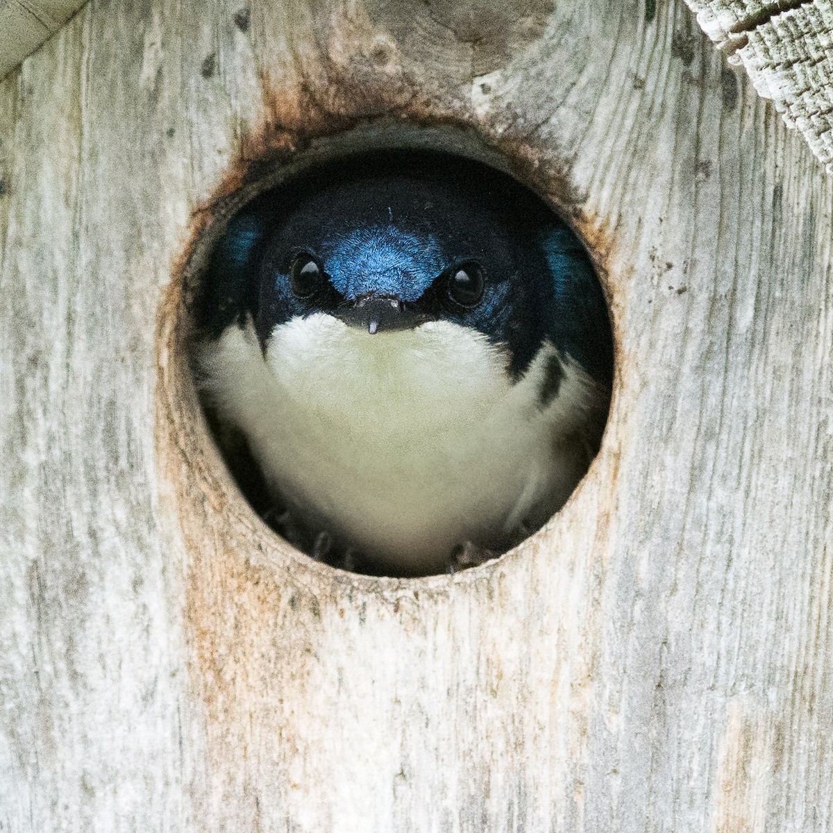 Tree Swallow - Patrice St-Pierre