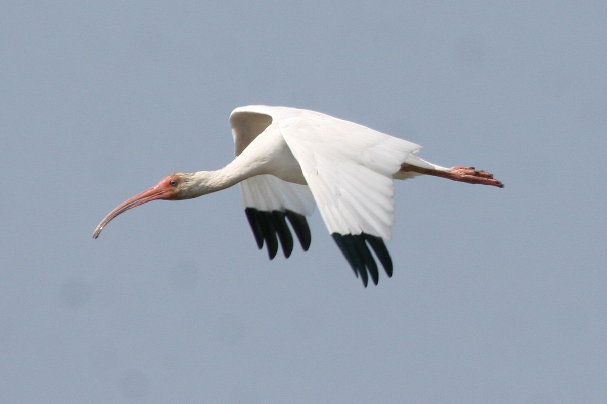 White Ibis - Steve Calver