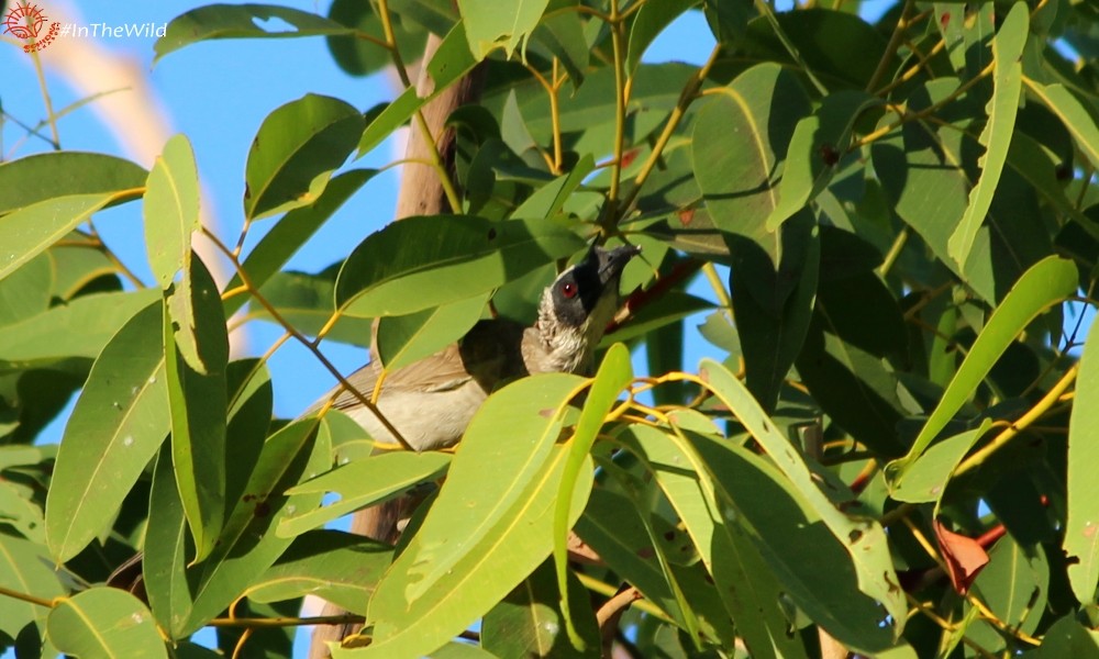 Silver-crowned Friarbird - Janine Duffy