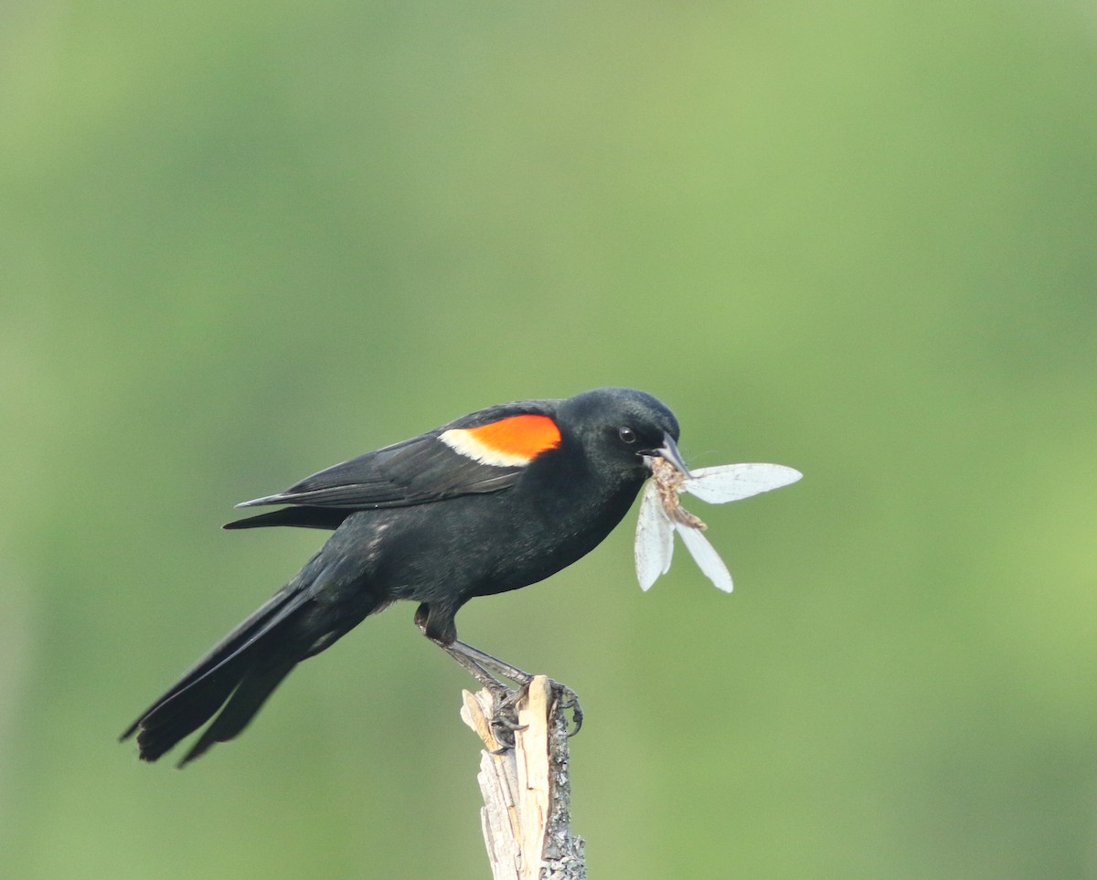 Red-winged Blackbird - Don Reimer