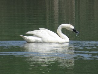 Tundra Swan, ML104857641