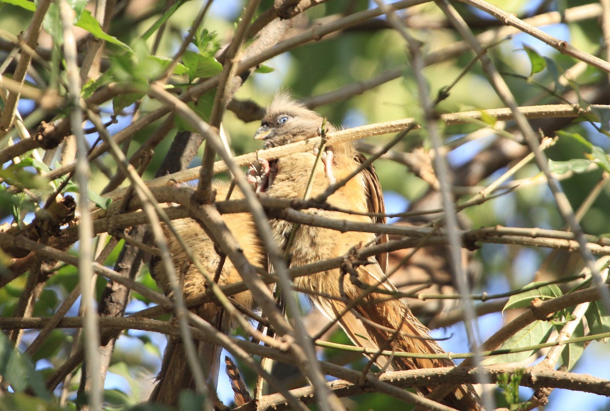 Speckled Mousebird - ML104858401