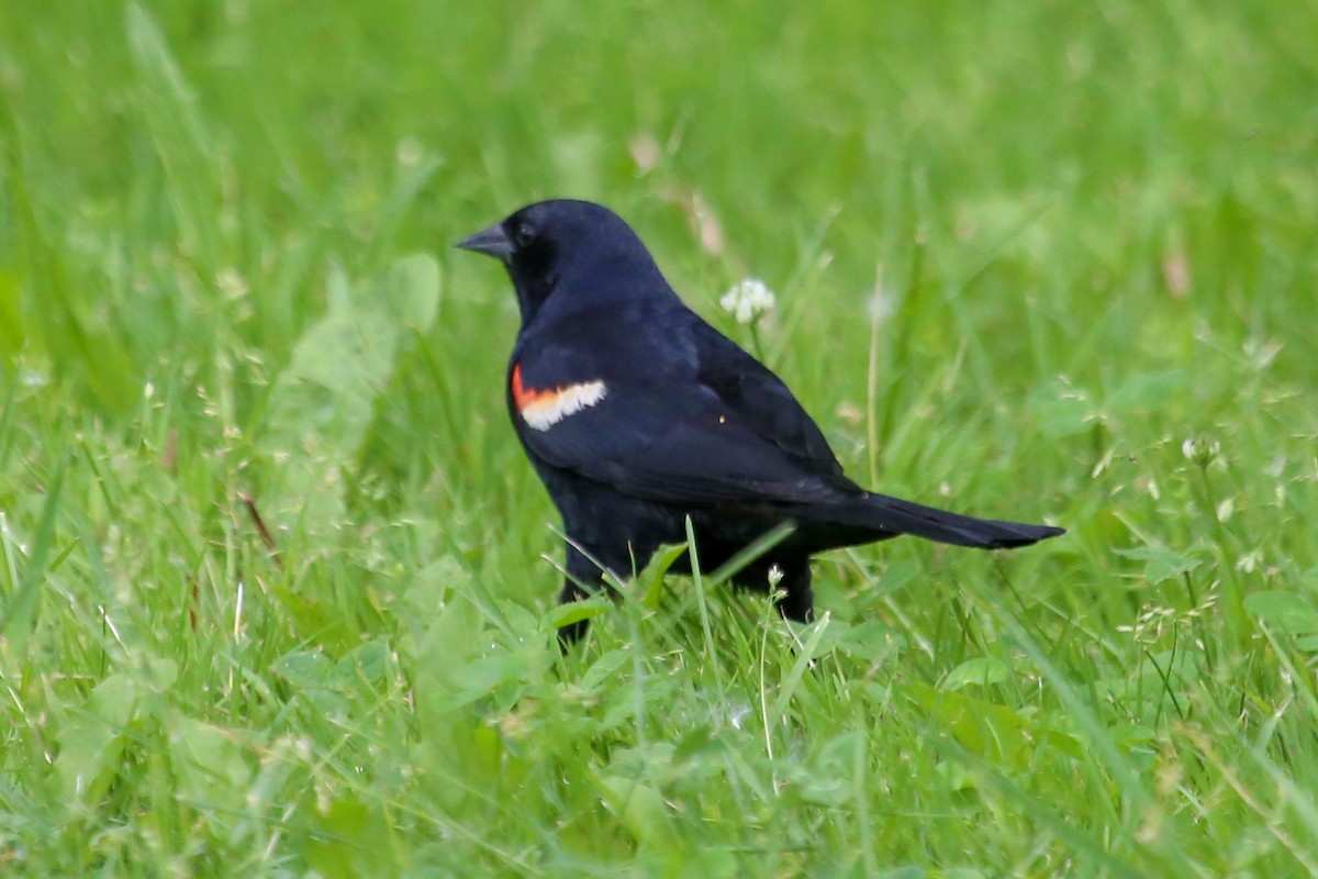 Red-winged Blackbird - Guy Paquin