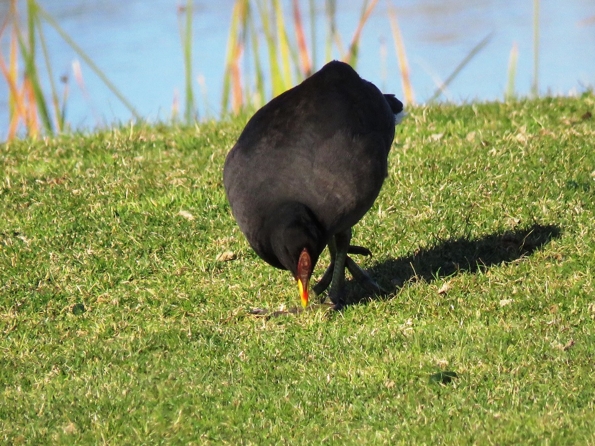 Red-fronted Coot - ML104859381