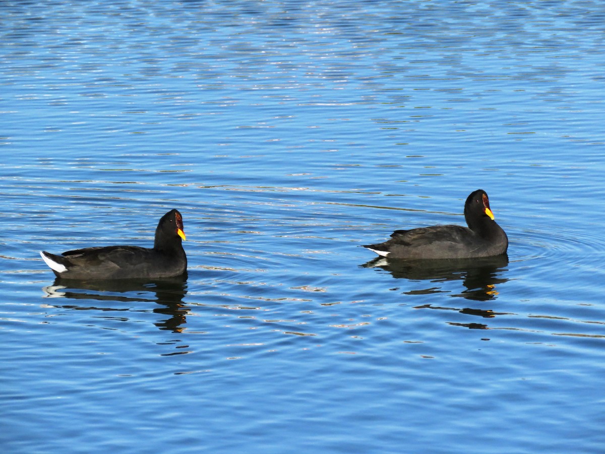 Red-fronted Coot - ML104860081