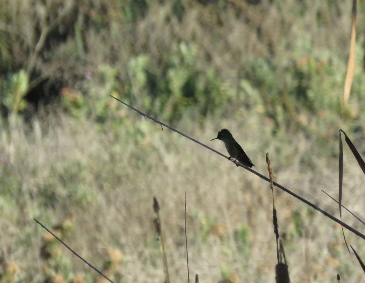 Green-backed Firecrown - ML104860441