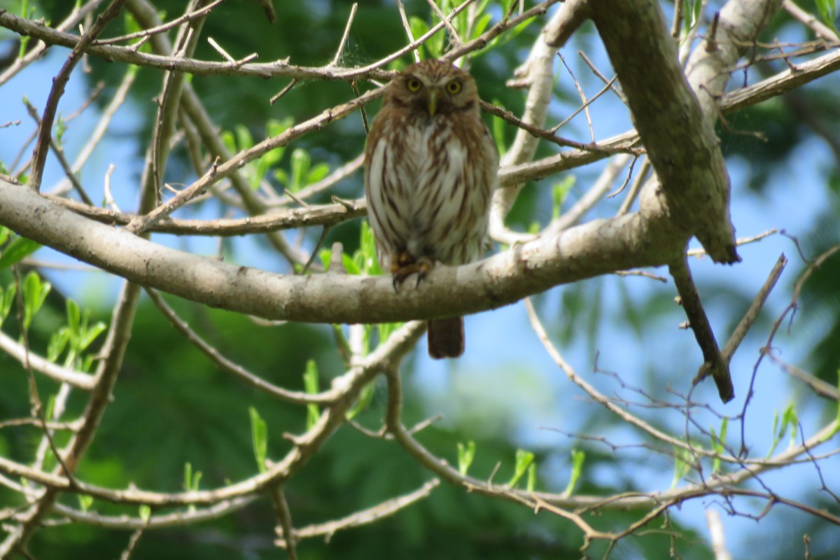 Ferruginous Pygmy-Owl - William Legge