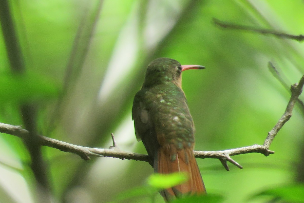 kolibřík ryšavý - ML104860911