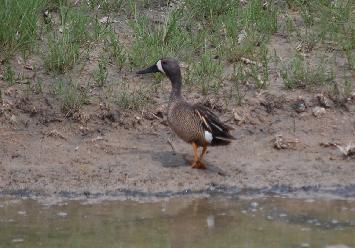 Blue-winged Teal - ML104861141