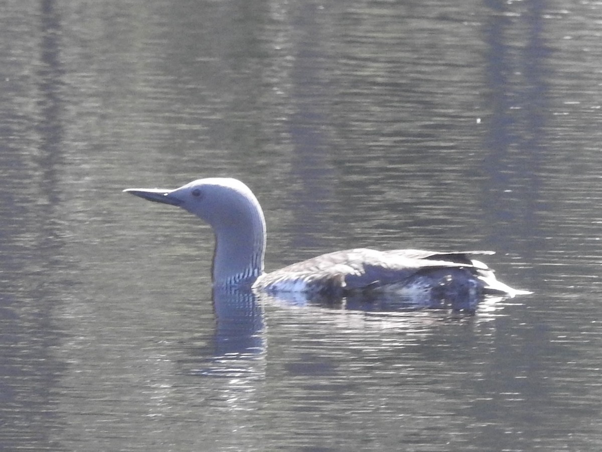 Red-throated Loon - ML104861421