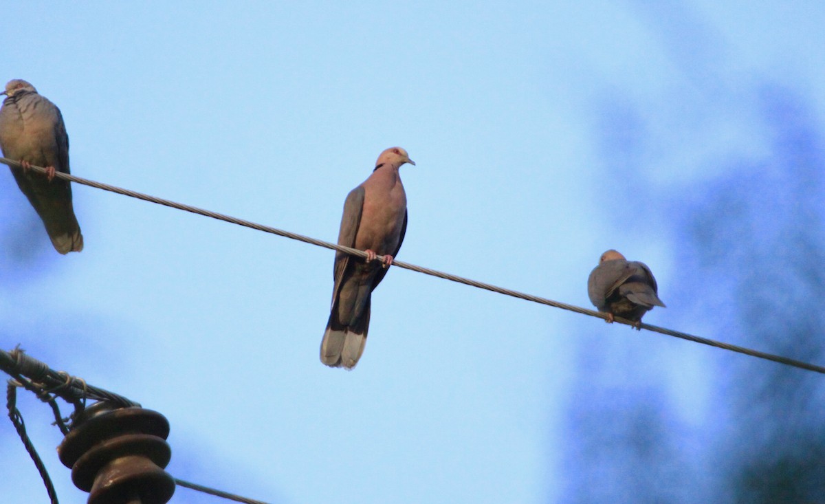 Red-eyed Dove - ML104861571