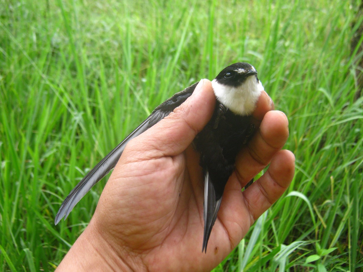 Lesser Swallow-tailed Swift - Edwin Munera
