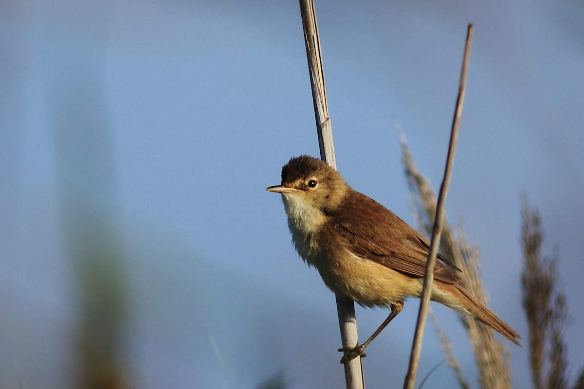 Common Reed Warbler (African) - ML104864271
