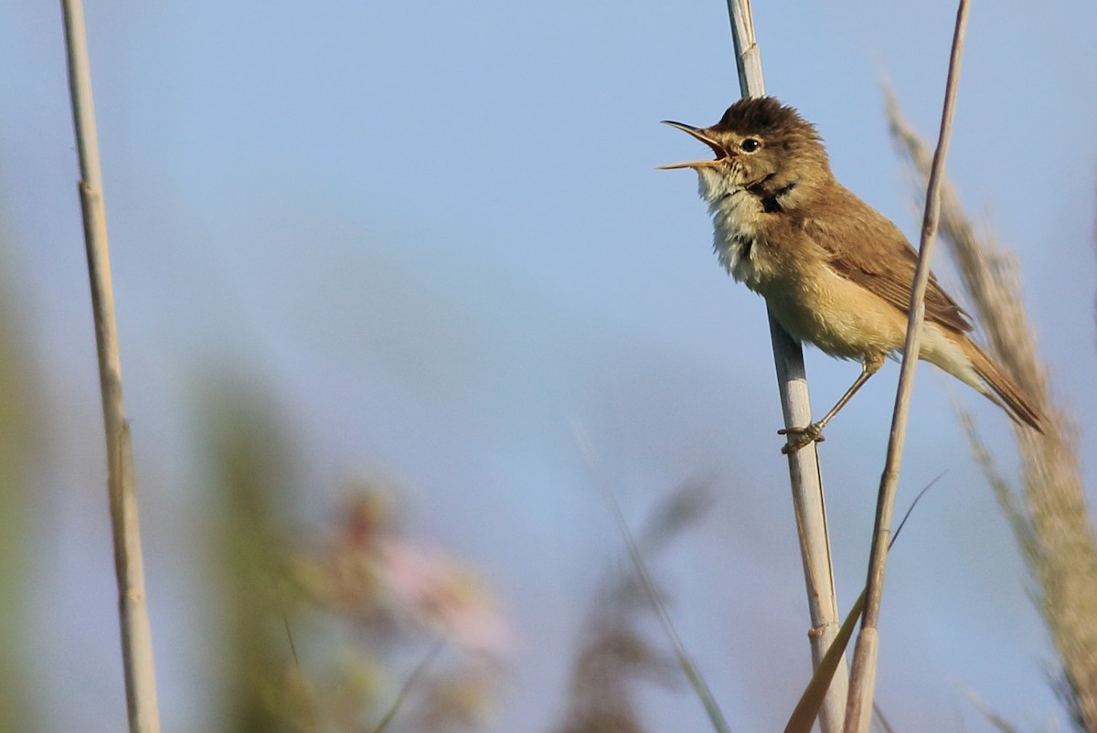 Common Reed Warbler (African) - ML104864281