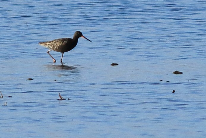 Spotted Redshank - ML104864921