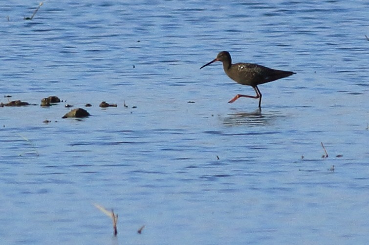 Spotted Redshank - ML104864931