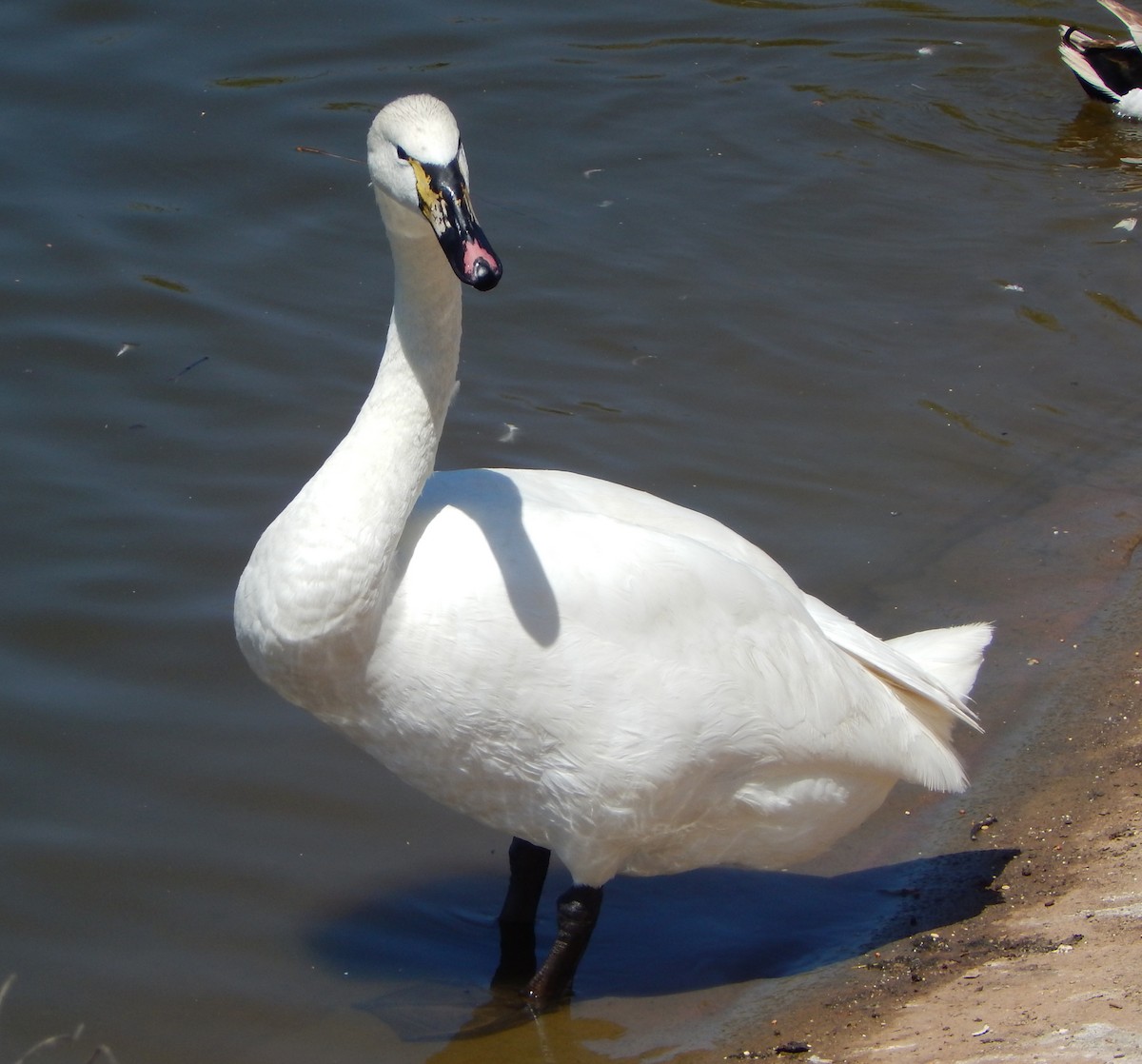 swan sp. - Teale Fristoe