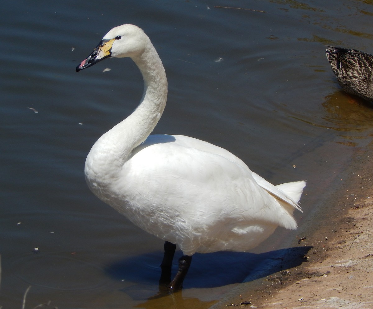 swan sp. - Teale Fristoe