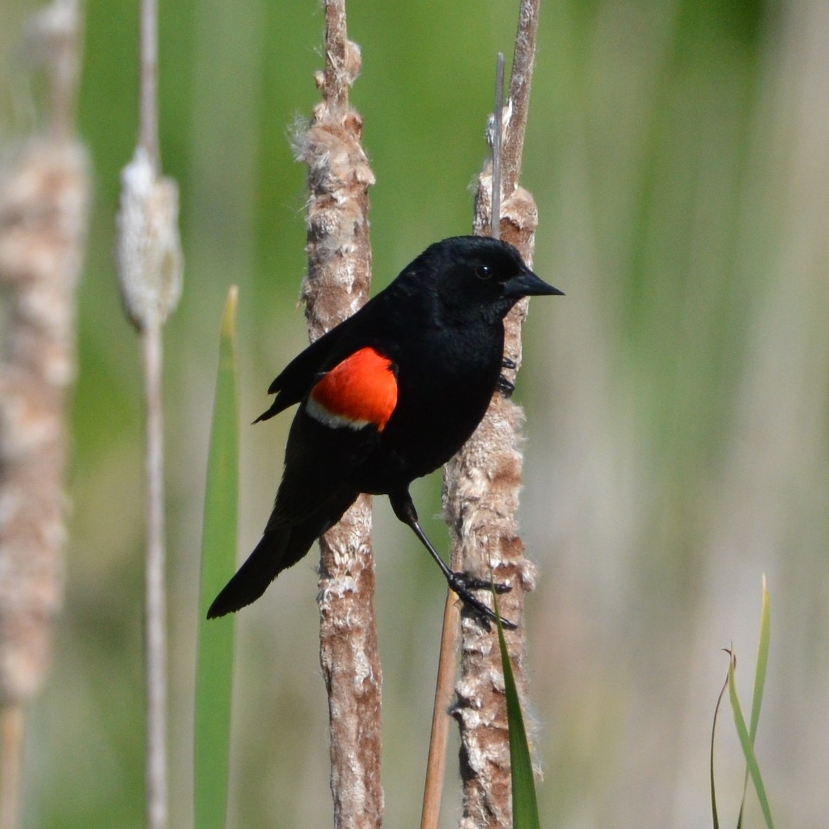 Red-winged Blackbird - Andrew Stadnyk