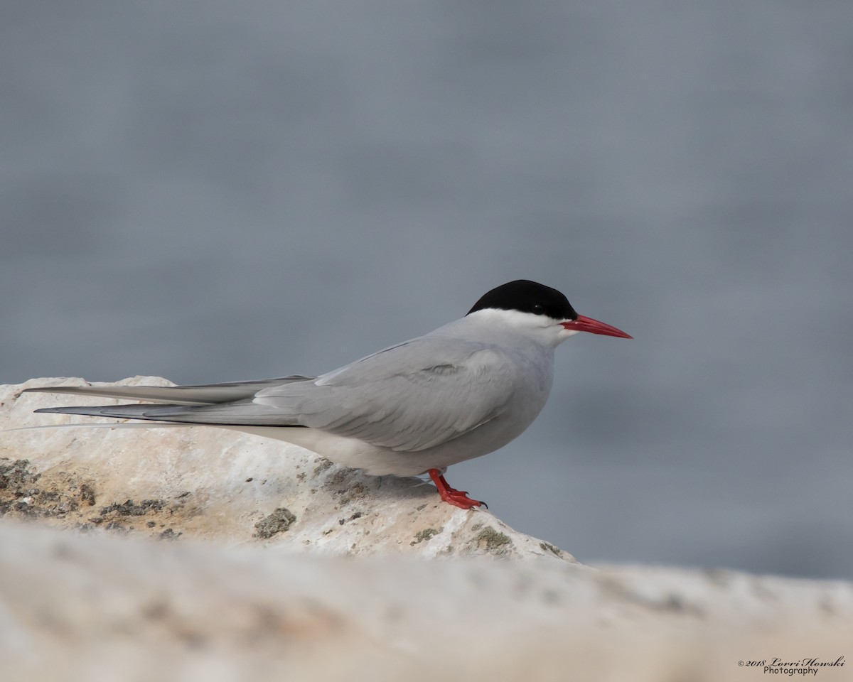 Arctic Tern - Lorri Howski 🦋