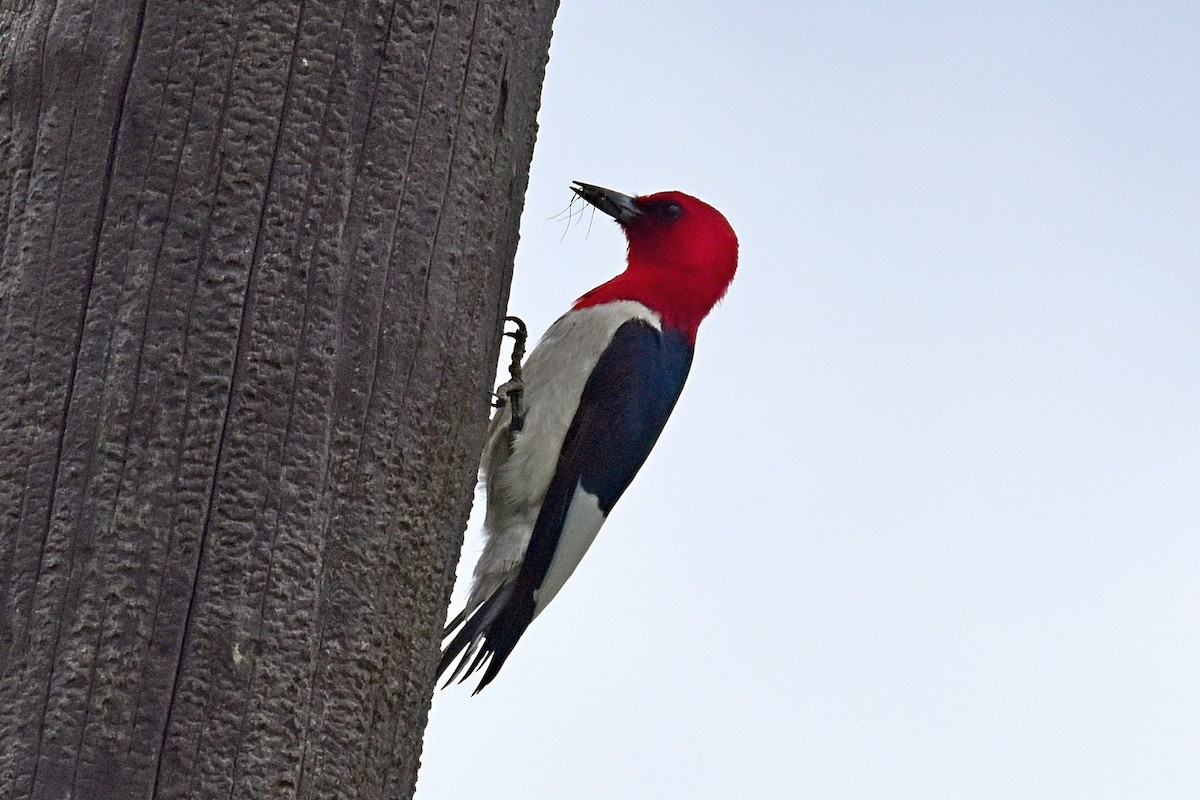 Red-headed Woodpecker - Joel Trick