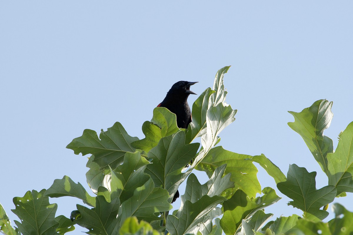 Red-winged Blackbird - Rickey Shive
