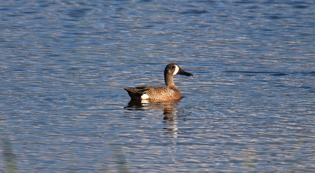 Blue-winged Teal - ML104870711