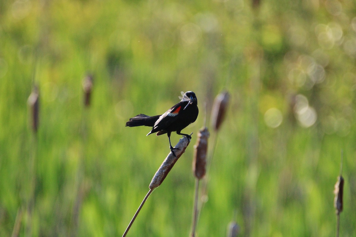 Red-winged Blackbird - Jeff Plante
